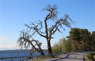 20170605 Suptallen vid Kårgärde